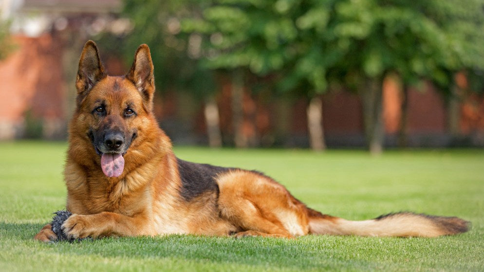 Ein Hund der Rasse Deutscher Schäferhund sitzt mit einem Hundespielzeug auf einer Wiese.
