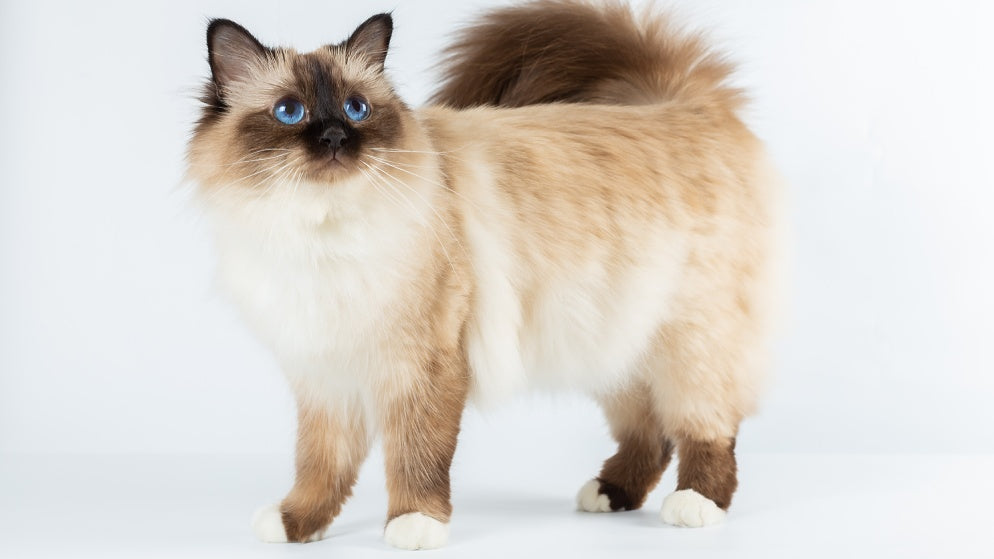 Eine Katze der Rasse Birma.