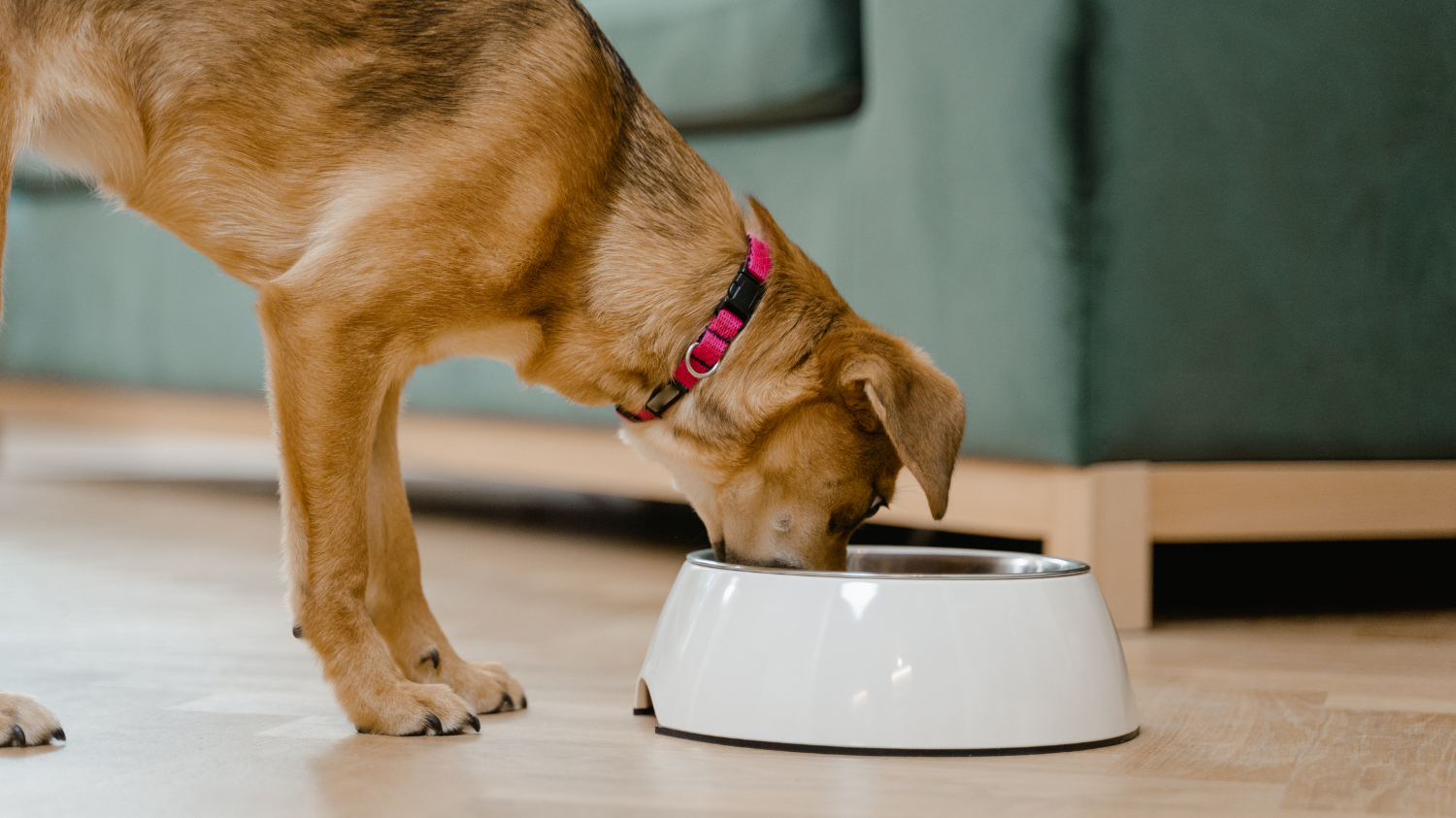 Ein Hund frisst sein neues Futter.