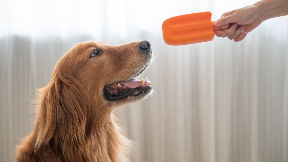 Ein Hund blickt begeistert auf ein Hundeeis, das er von seinem Besitzer gereicht bekommt.