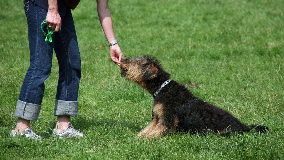 Ein Hund auf einer Wiese bekommt Trainingsleckerlis zur Belohnung von seiner Halterin gefüttert.
