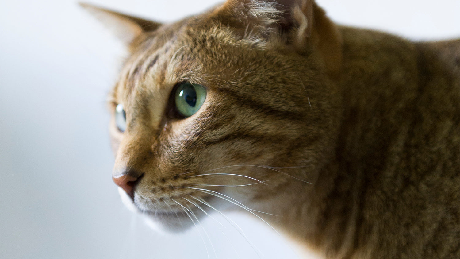 Eine Katze der Rasse Kanaani.