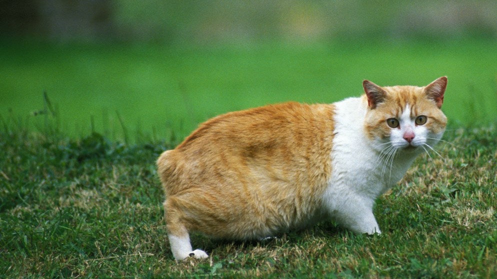 Eine Katze der Rasse Manx in der Natur.