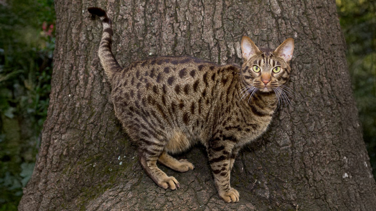 Ocicat