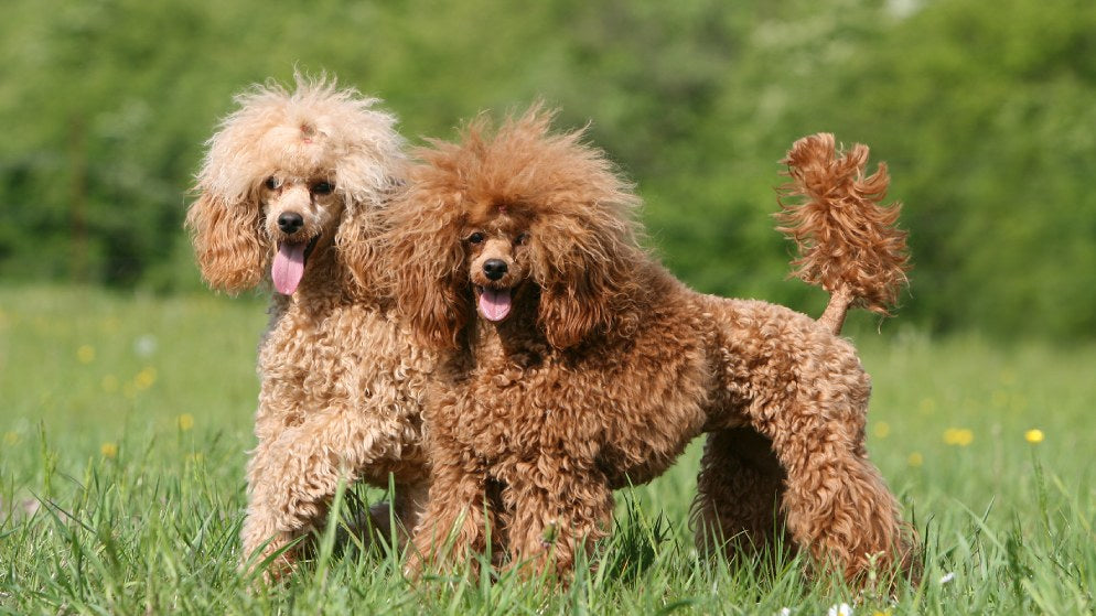 Zwei Hunde der Rasse Pudel in der Natur.