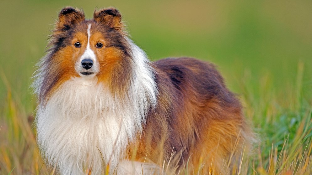 Ein Hund der Rasse Shetland Sheepdog in der Natur.