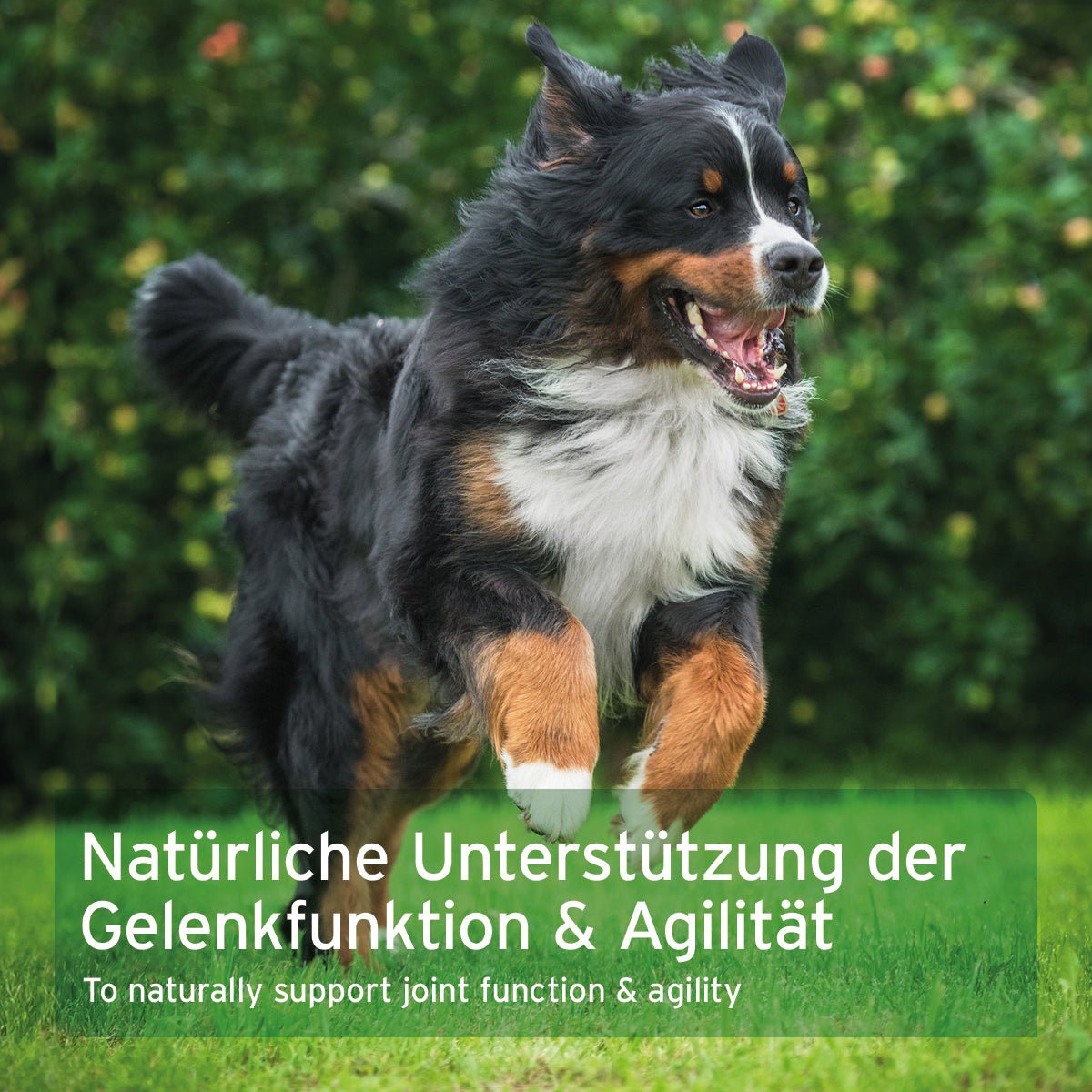 AniForte AgilityVET Gelenktabletten