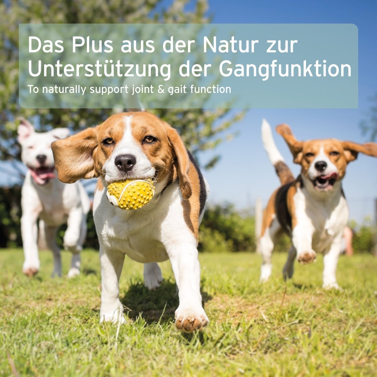 AniForte Grünlippmuschel Kapseln
