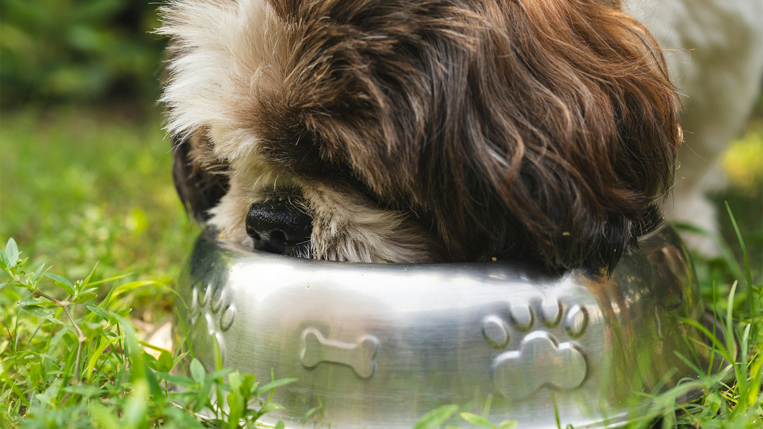 Ein kleiner Hund schlingt gierig sein Futter hinunter.