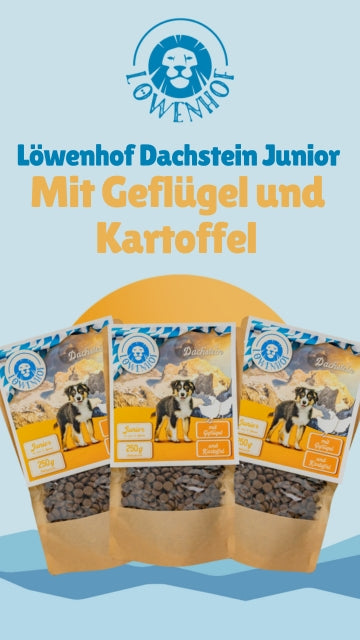 Löwenhof Dachstein Junior