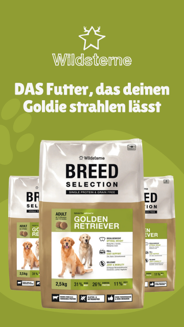 Golden Retriever Wildsterne 